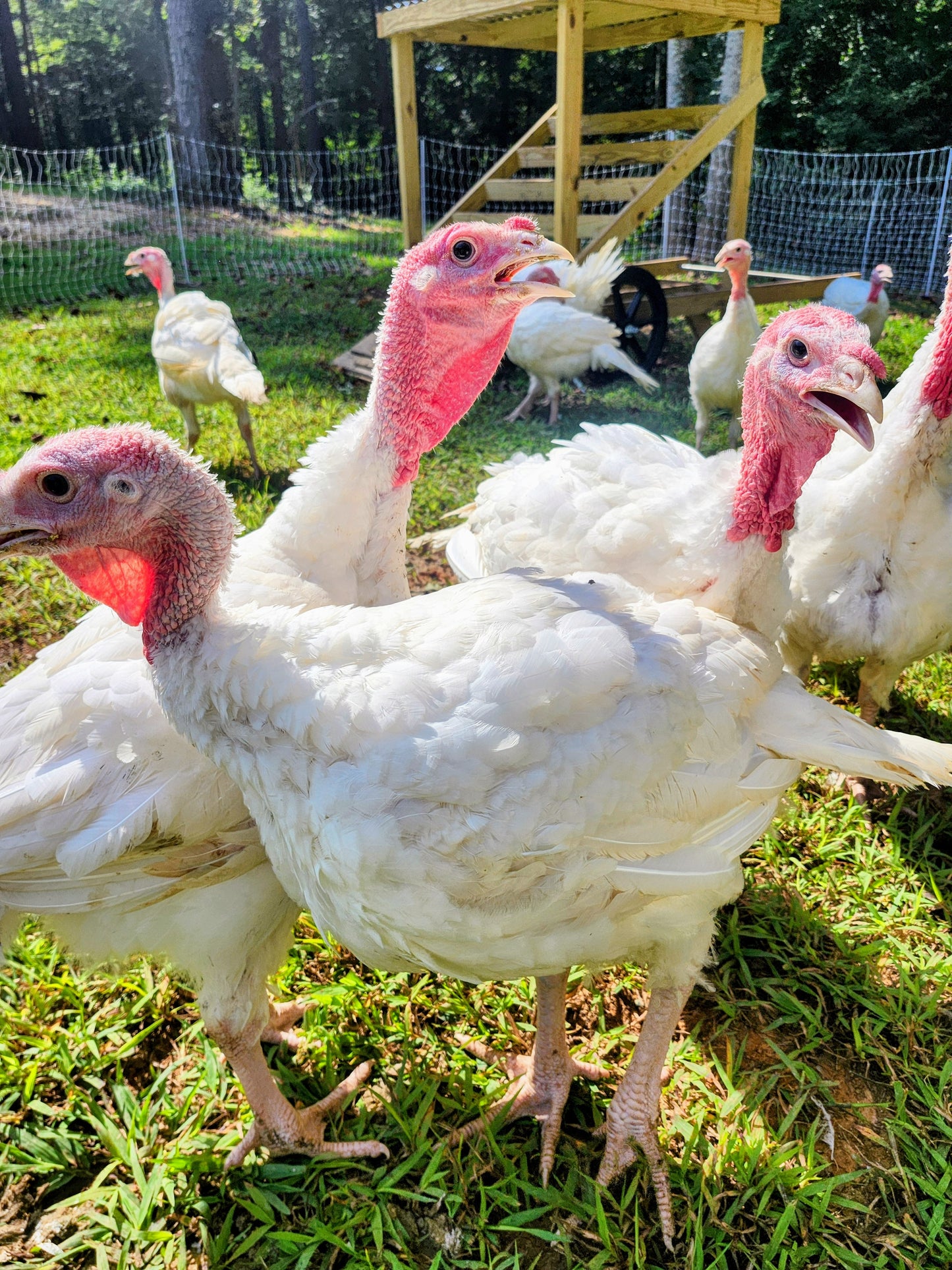 Thanksgiving Turkey Deposit